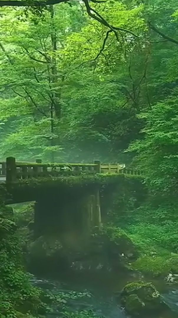 ⁣Beautiful Nature  Green Environment Video New Movie Scene Jungle Status HD Shorts