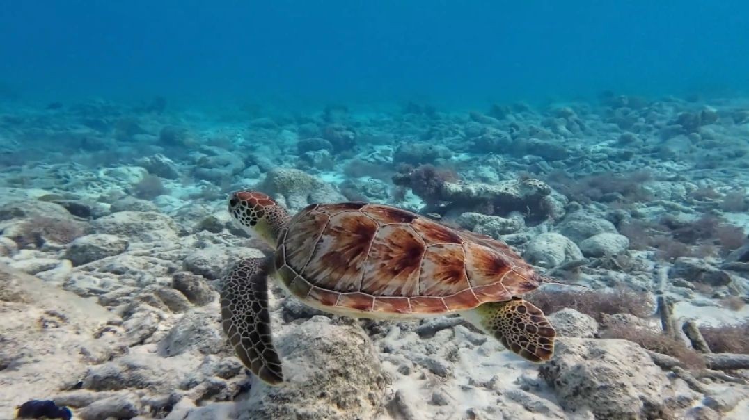 Underwater