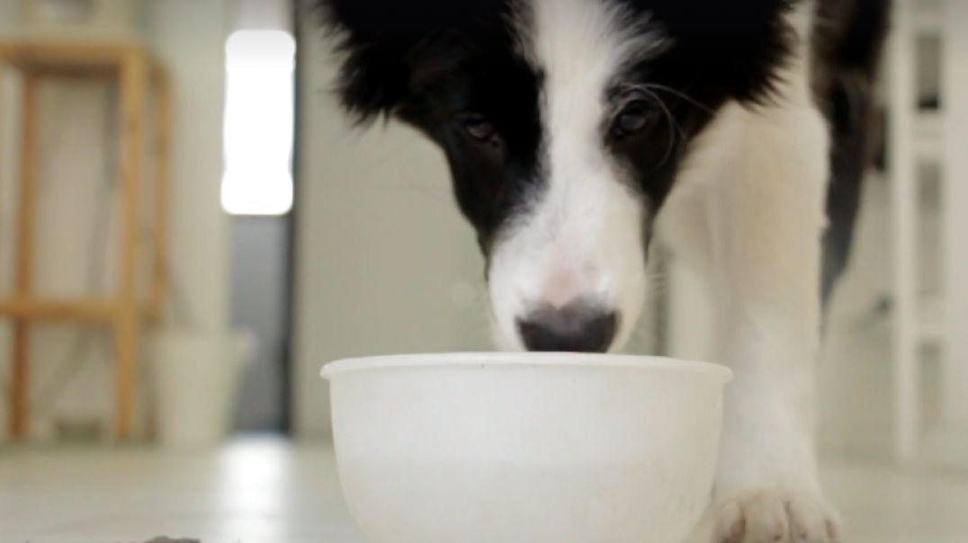 Dogs bring joy, companionship, and unconditional love into our lives