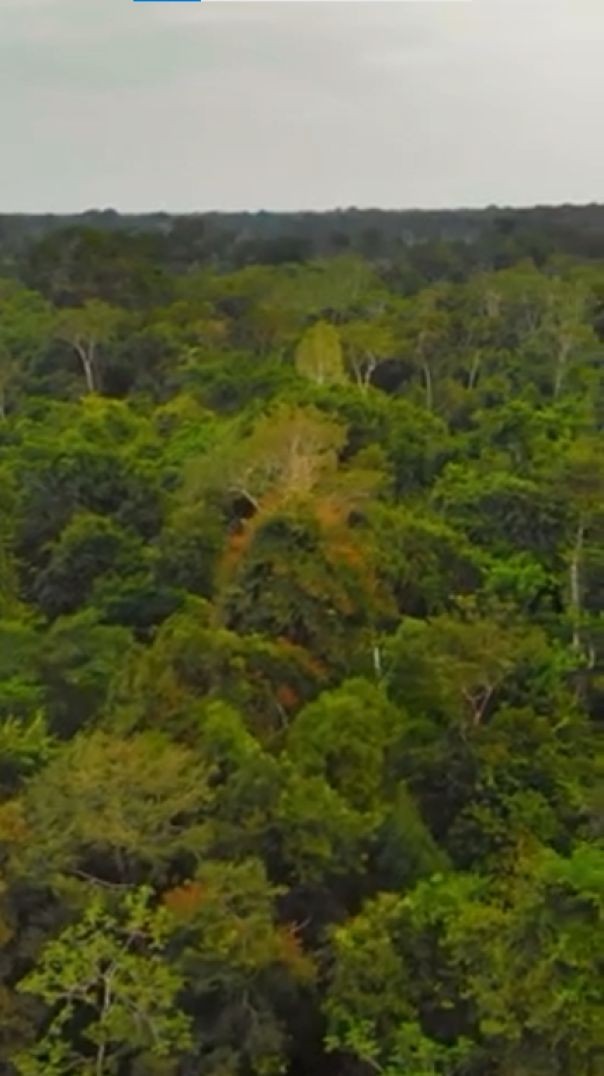 Amazon Rainforest